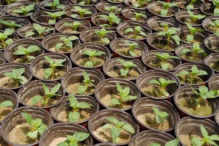 南天竹枝变红是要干枯了吗