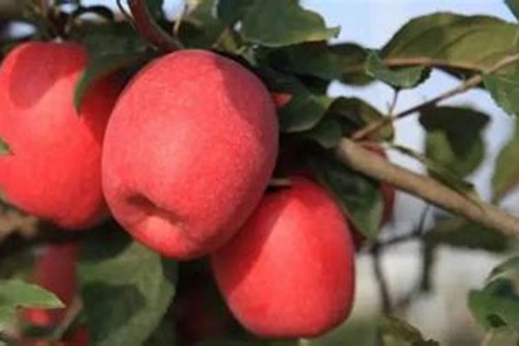 苹果树秋施基肥碳铵加磷肥或生物有机肥可以吗？为什么？(挂果树)