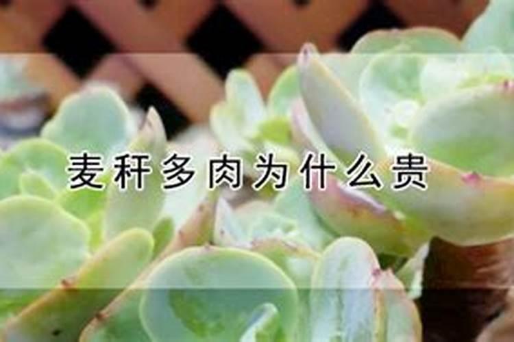 麦秆菊怎么养 麦秆菊种植方法和注意事项
