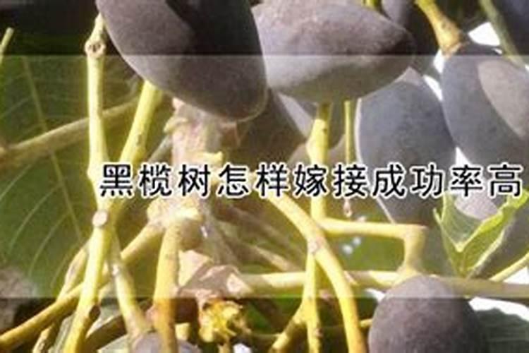 黑橄榄种植方法