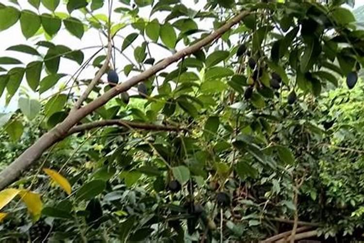 黑橄榄种植方法 黑橄榄怎样种植