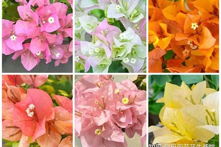 三角梅 开花后要施什么肥