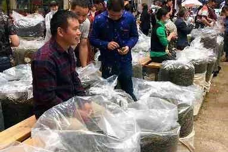 茶叶施磷肥选什么肥 茶叶施磷肥选哪种肥
