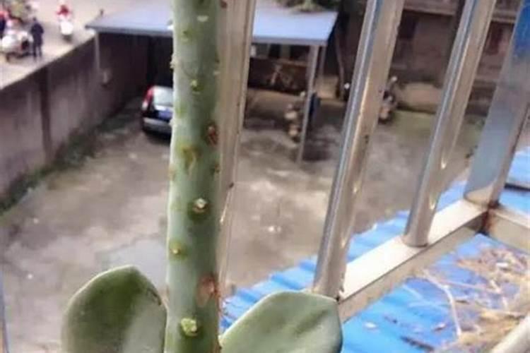 多肉植物用什么肥料比较好