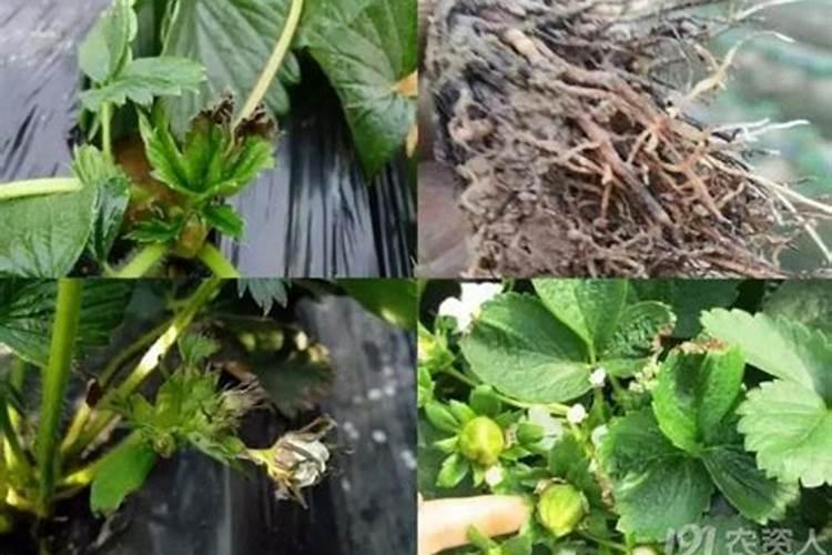 桃子没熟就裂了怎么办？