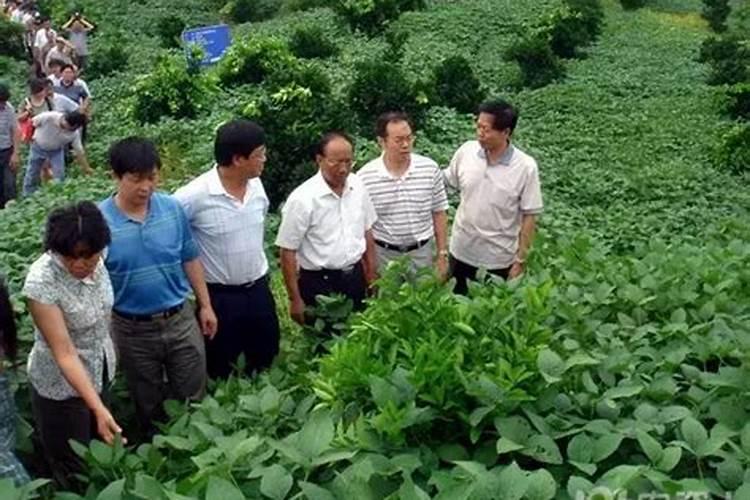 石榴树施什么肥料好
