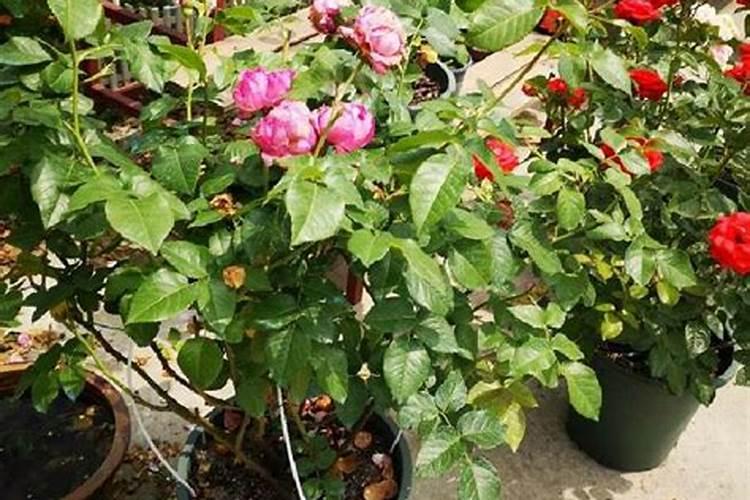 夏天月季开花后怎么浇水 夏天月季开花后如何浇水