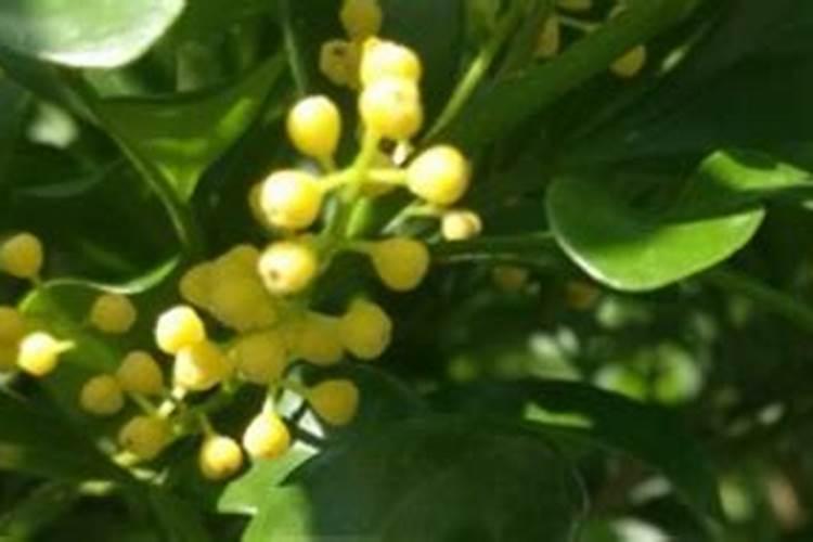 米兰怎样施肥