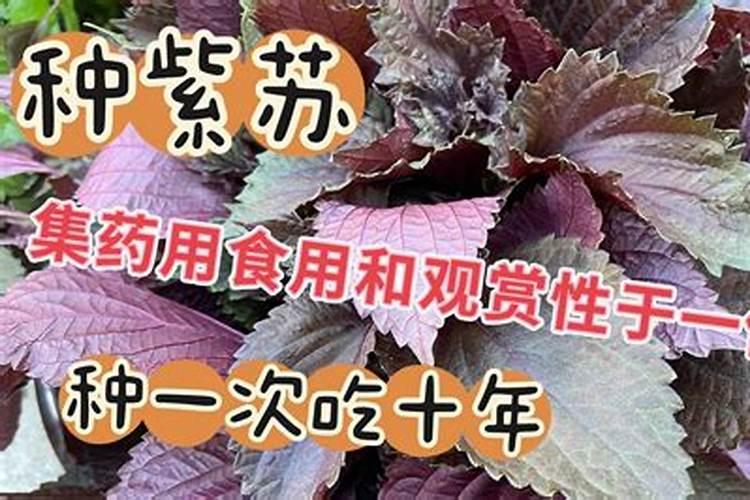 紫苏子怎么种植 四大种植手段