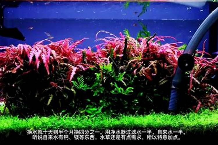 雨裂水蓑衣怎么养