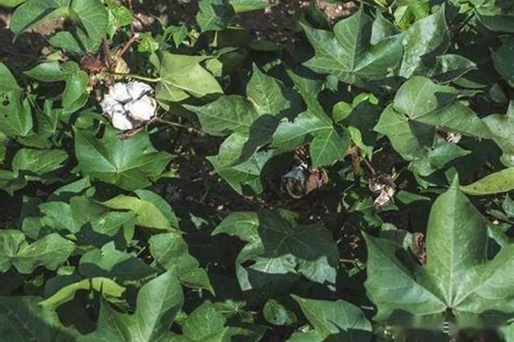 棉花后期喷什么叶面肥
