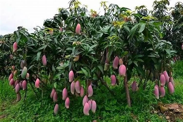 芒果膨大的方法是什么？需要给芒果打叶面肥吗？