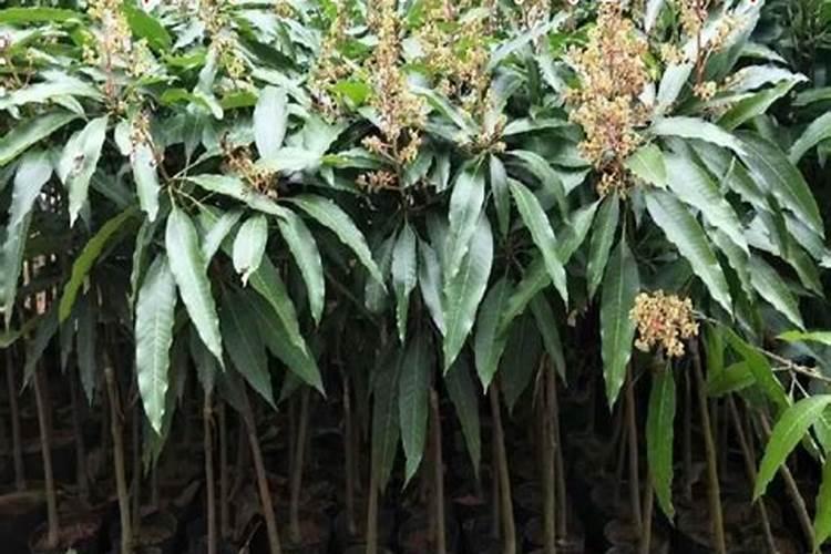 怎么给芒果施肥能增产增量？芒果长得好怎么样施肥