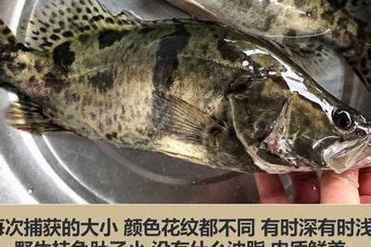 美国普利登鱼蛋白,这个有机肥怎么样。