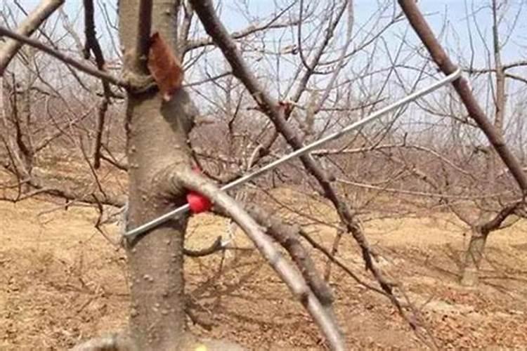 果树用什么复合肥好