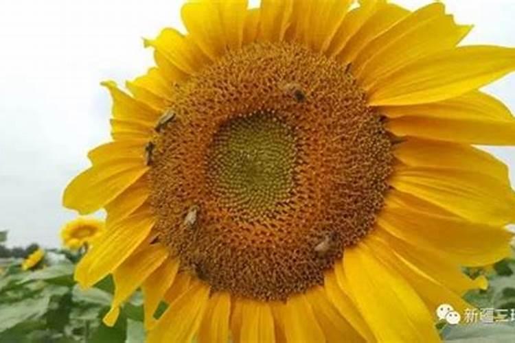 葵花苗一米高了,多久追肥比较合适？追什么肥合适？