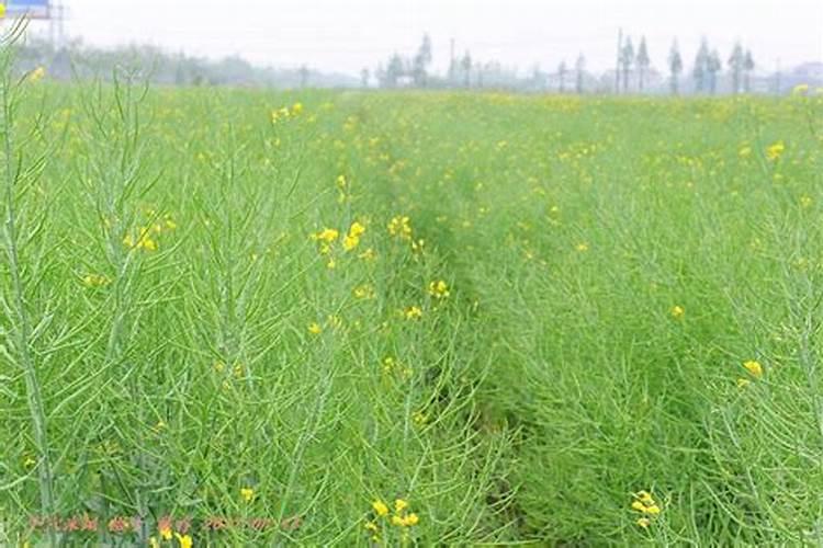 油菜开花期施什么肥