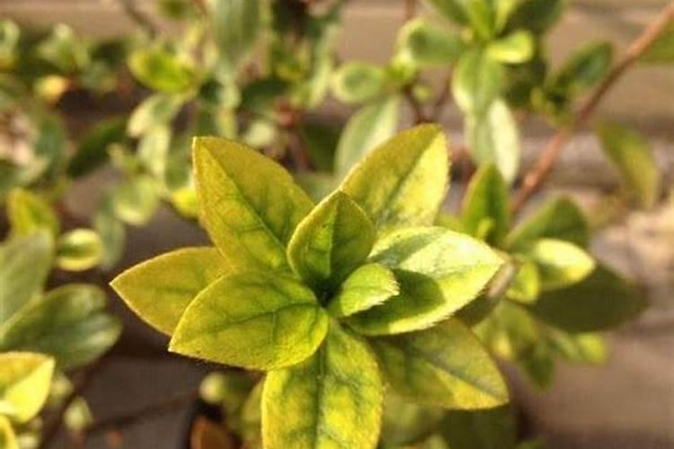 杜鹃花怎样养植？需要用些什么肥料？