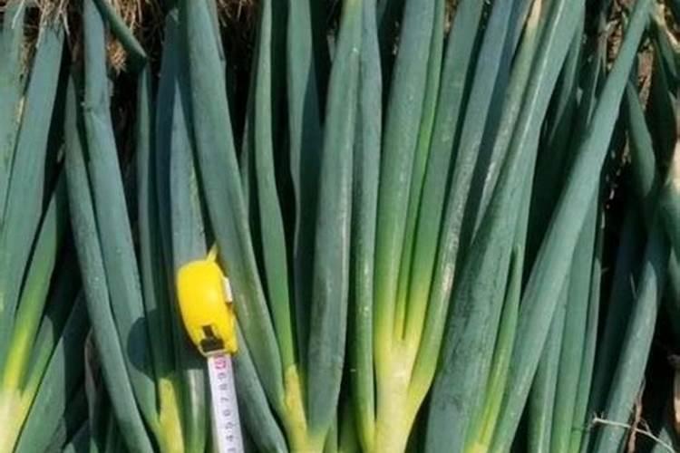 毛葱地用阔尽药害怎么解决