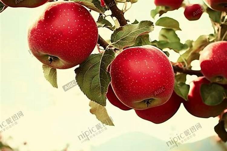 富士苹果几月追肥好