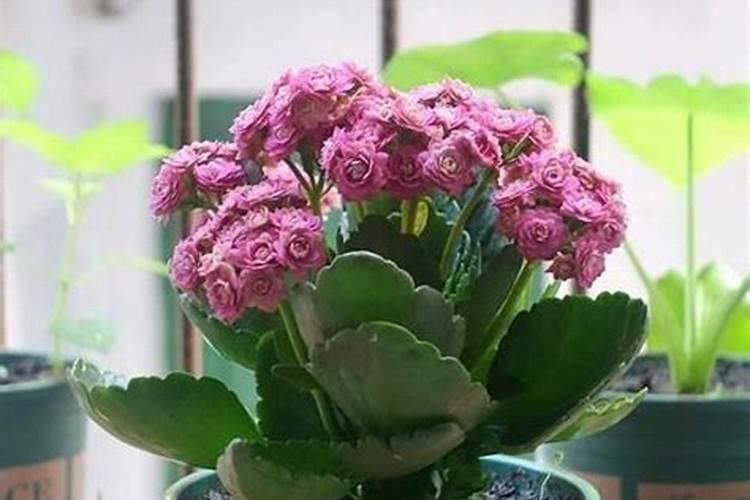 长寿花夏天怎么养施什么肥