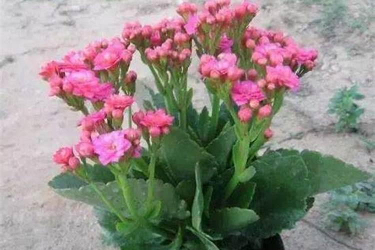 长寿花夏天怎么养施什么肥