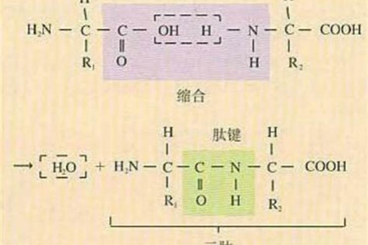 铵态氮肥有哪些,什么叫氨态氮肥