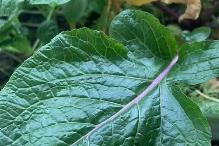 磷肥种菜的使用方法