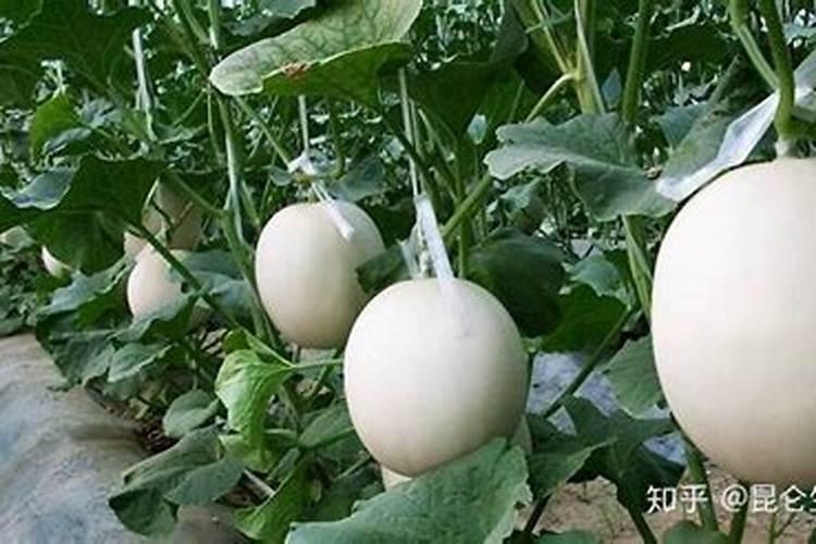 甜瓜授粉15天后冲平衡肥还是高钾肥好？