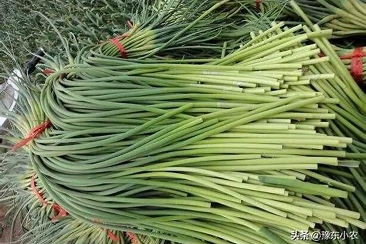 草木灰能当肥料用吗
