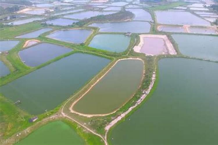 水产养殖用碳酸钙什么成份？水产碳酸钙是用东西制成的？