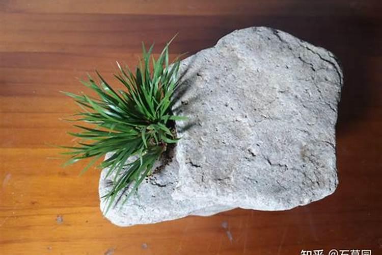 石菖蒲用什么肥料最好