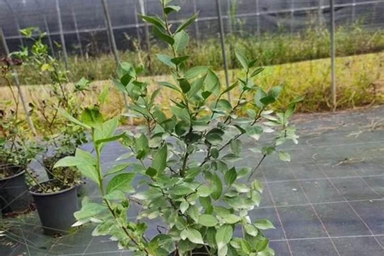 刚栽的蓝莓苗能都打壮多收？