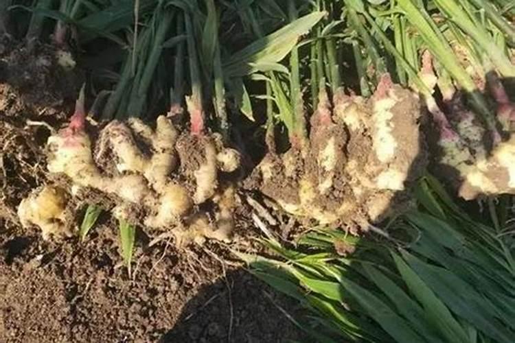 生姜种植用什么肥料最好
