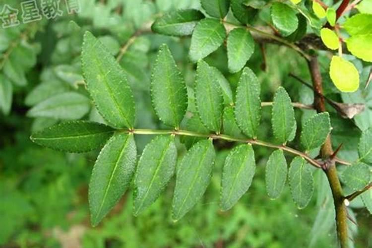 花椒花期用什么叶面肥