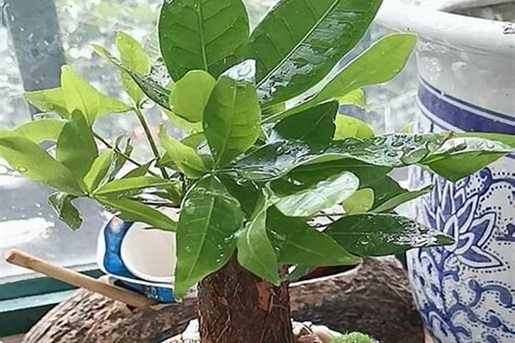 发财树多久施一次肥 施什么肥最好