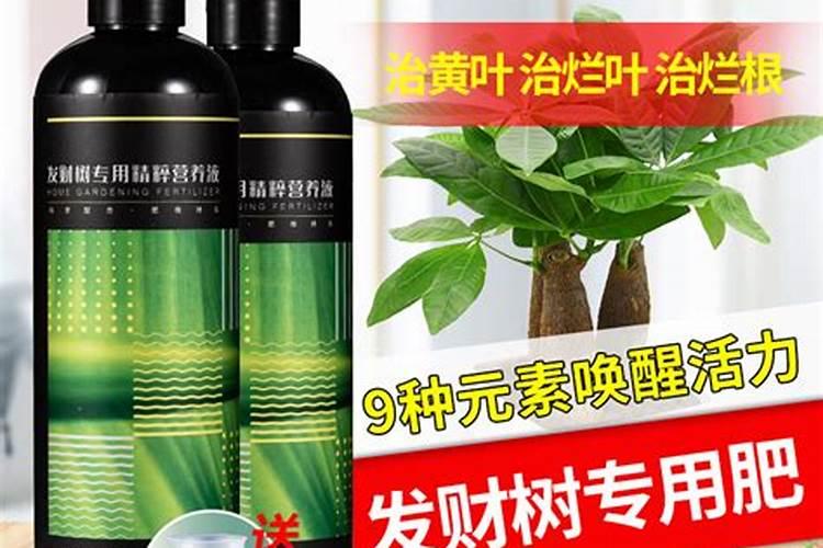 发财树如何施肥