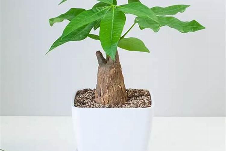 发财树肥料的正确方法(发财树肥料使用指南,正确方法让绿植更茂盛)百 ...