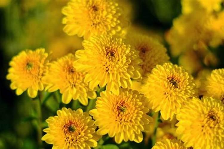 盆栽菊花怎么施肥,菊花四季施肥的方法及注意事项