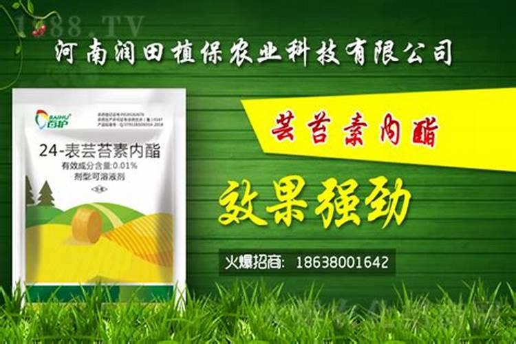 水稻什么时候用芸苔素好 使用方法及技巧