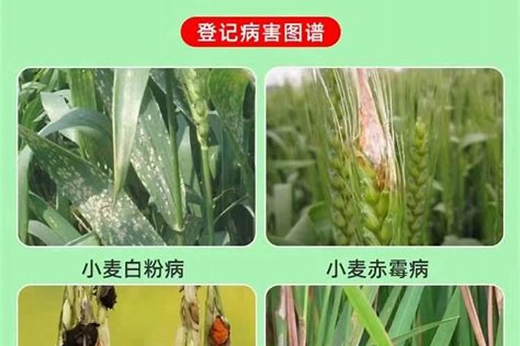 水稻秧叶尖发黄亩用多少斤钾肥？