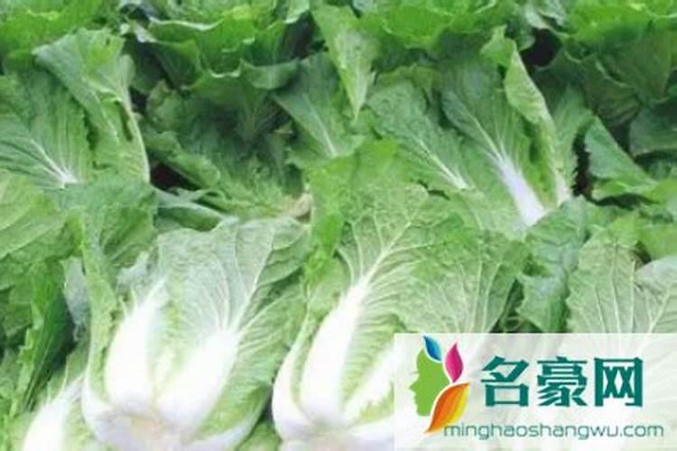 大白菜霜降后还浇水施肥吗