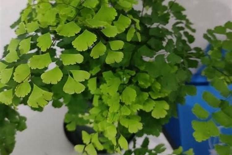 夏天怎样给植物施肥 有哪些需要注意的