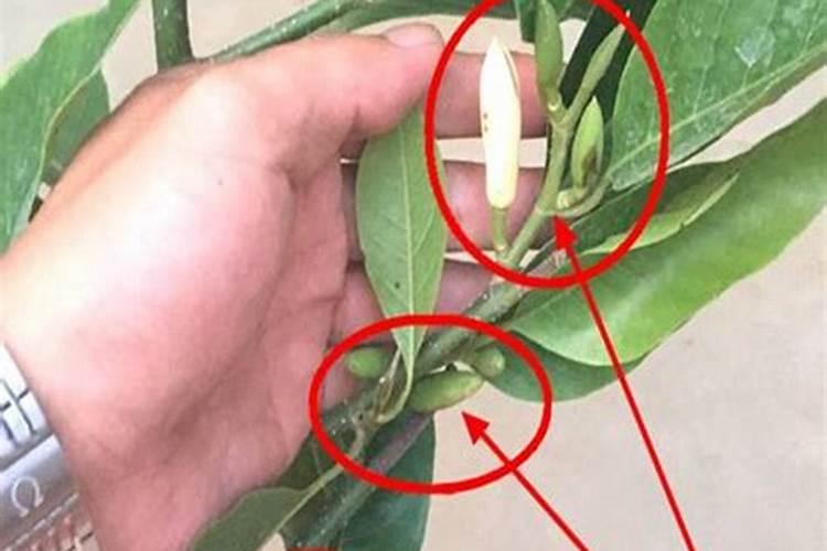 网上卖几十块钱的氮磷钾肥料,自己在家制作,不要钱就能搞定