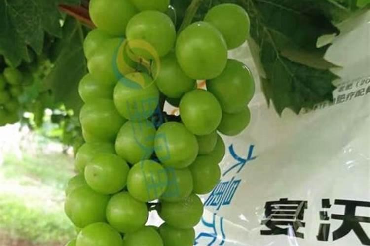 葡萄成熟期葡萄变软是啥病怎么防治