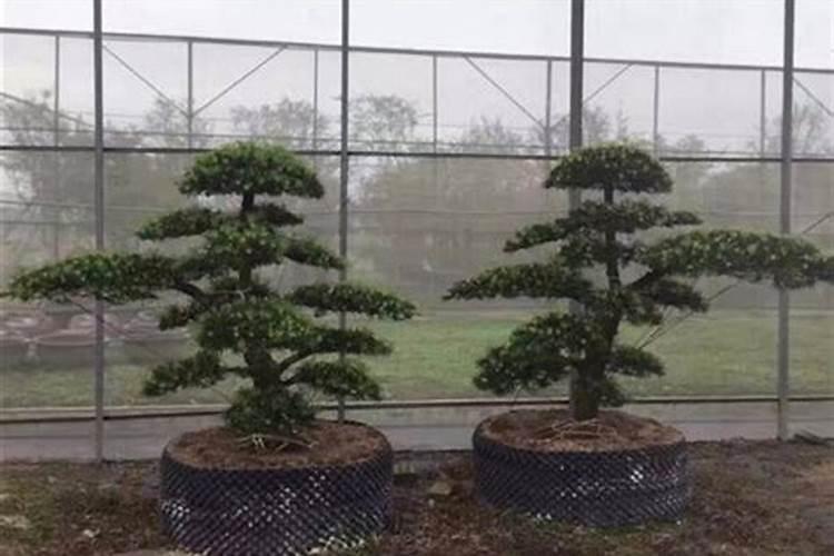 磷肥的沤制方法 关于磷肥的沤制方法
