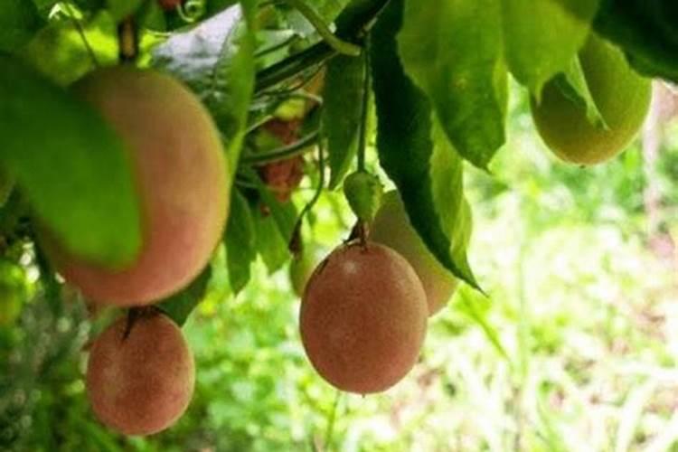 百香果施什么肥料最好