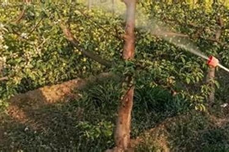 花生叶面肥自己怎么配