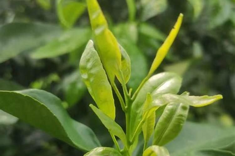 沃柑十一月份怎样管理