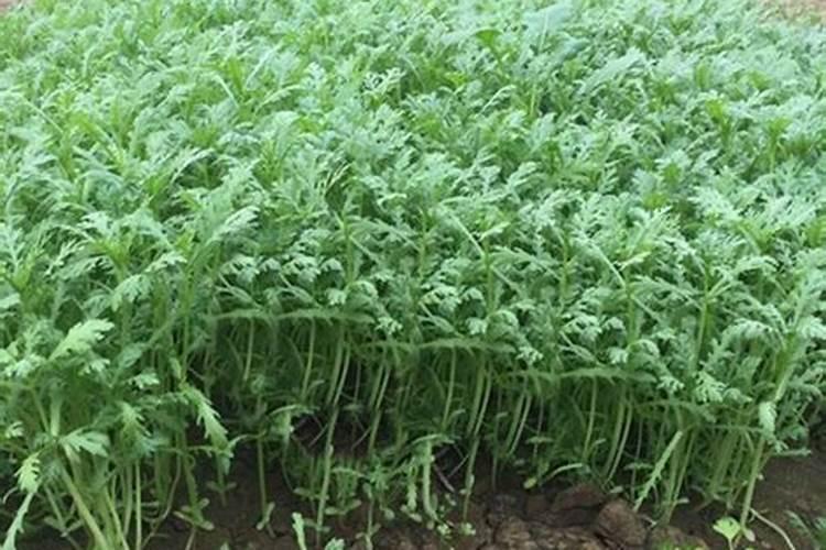 种植大豆、花生等豆科植物时,不需要施氮肥的原因是